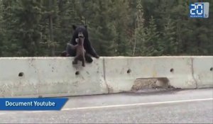 Une maman ours sauve son bébé tombé sur la route