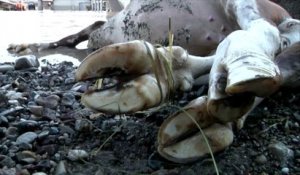 Des centaines de bêtes victimes des inondations en Bosnie