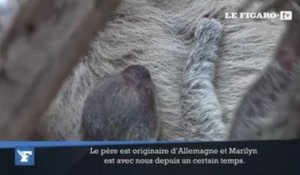 La naissance surprise d'un bébé paresseux au zoo de Londres