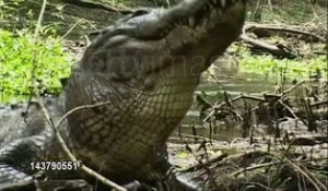 Un crocodile mange une tortue! Gros coup de dent!