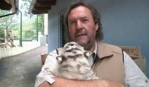 Cinq tigres blancs sont nés dans un zoo en Autriche