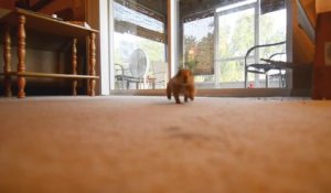 Animal le plus mignon du monde : un bébé chien de prairie qui joue avec un chat!