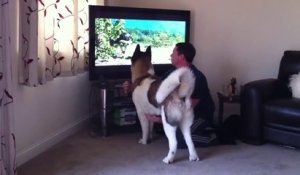 Chien veut attaquer un ours à la télévision