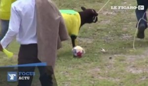 Un match de foot insolite...entre deux équipes de moutons !