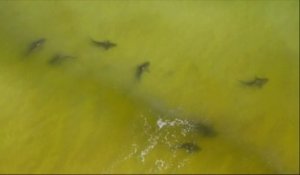 Une vingtaine de requins ont investi des plages de l'Alabama