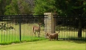 Un pitbull et une biche font la course