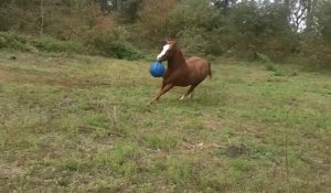Un cheval se prend pour un chien et joue avec un ballon!