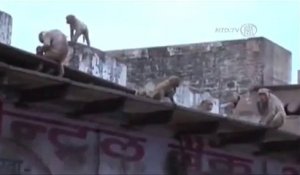 Inde: Des milliers de singes envahissent une ville