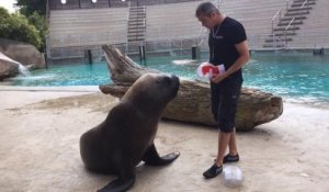 Watson, l'otarie vedette du zoo d'Amnéville, pronostique la victoire de la France contre la Suisse au Mondial 2014.