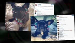 La PETA n'aime pas le look du chien de Lady Gaga