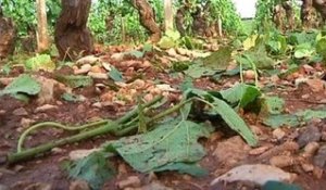 Les vignobles de Bourgogne détruits par la grêle et les orages - 29/06