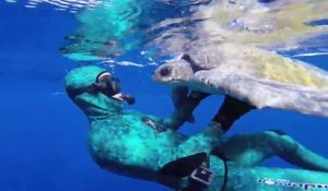 Un plongeur sauve une tortue de mer coincée dans un filet!