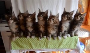 L'adorable danse synchronisée de chatons !