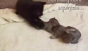 Adorable : une chatte adopte des bébés écureuils abandonnés