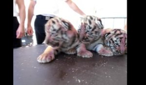 Oise : naissance de quatre bébés tigres