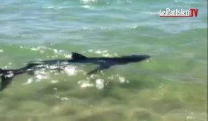 EXCLUSIF. Ils ont filmé le requin bleu en Corse (document amateur)