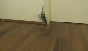 Une souris dressée et apprivoisée sonne pour qu'on lui ouvre la porte.