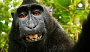 Litige entre un photographe et Wikimedia autour d'un selfie pris par un macaque