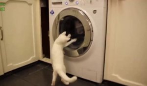Chats vs machine à laver - Compilation d'animaux marrant 2014