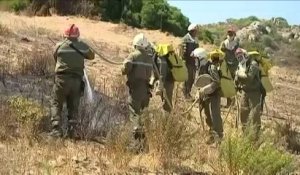 Haute-Corse : 14 hectares ravagés par les flammes en Balagne