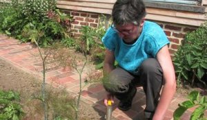 Jardinage : les astuces pour le repiquage des choux de Bruxelles