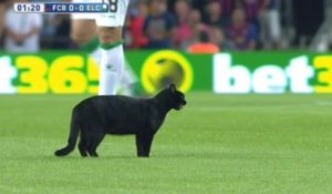 Un chat noir perturbe le match du Barça !