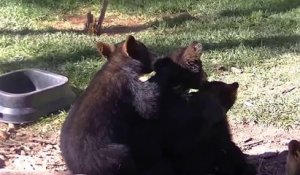 Instant cute : ce trio d'ours en pleine séance de câlins