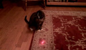 Un chat devient fou à cause d'un laser