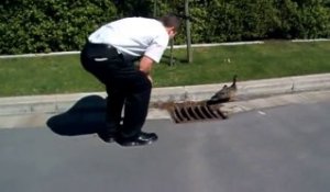 Sauver des petits canards bloqués dans une bouche d'égout!