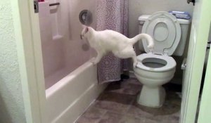 Un chat teste une nouvelle façon de faire caca !!
