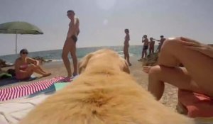 Une GoPro sur le dos d'un chien qui court à l'eau