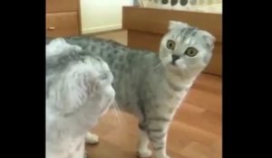 Chat qui se voit dans le miroir pour la première fois