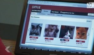 Catflix, le service de chat à la demande