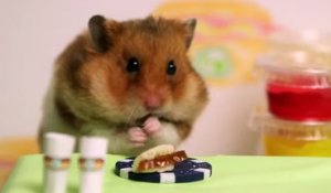 Ce hamster bat un homme à un concours de mangeurs de hot dog