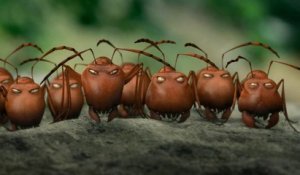 Minuscule - La vallée des fourmis perdues - Bande-annonce