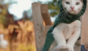 Assassin's Kittens Unity: la parodie d'"Assassin's Creed Unity" avec des chats