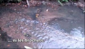 VIDEO. Tours : des centaines de poissons morts dans le Petit-Cher