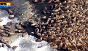 35 000 morses se réunissent sur une plage de l'Alaska