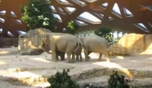 Adorable : des éléphants qui aident un éléphanteau