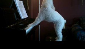 Un chien a un incroyable talent !