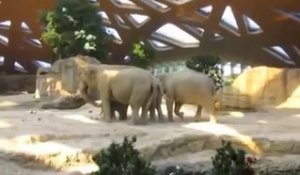 Des éléphants aident un bébé éléphant