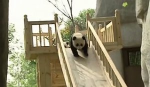 Instant cute : des pandas s'amusent avec un toboggan