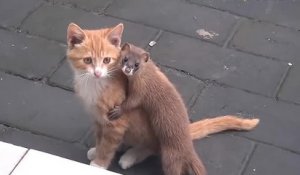 Amitié entre un chat et une belette au Japon