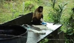Ce singe fait sa lessive comme un humain