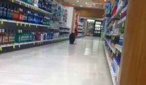 Ourson dans les rayons d'un magasin