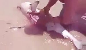 Un homme sauve quelques bébés requins d'une femelle morte échoué
