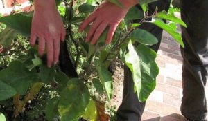 Jardinage: quand l'aubergine s'adapte à la météo picarde