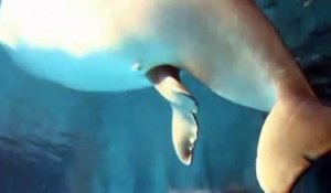 La naissance d'un bébé baleine blanche filmée en Chine