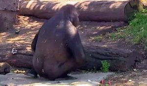 Australie : le zoo de Sydney accueille un bébé gorille