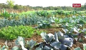 Légumes anciens - Les pieds sur terre